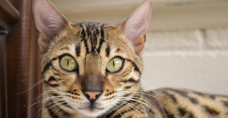 Bengal kittens for sale near me