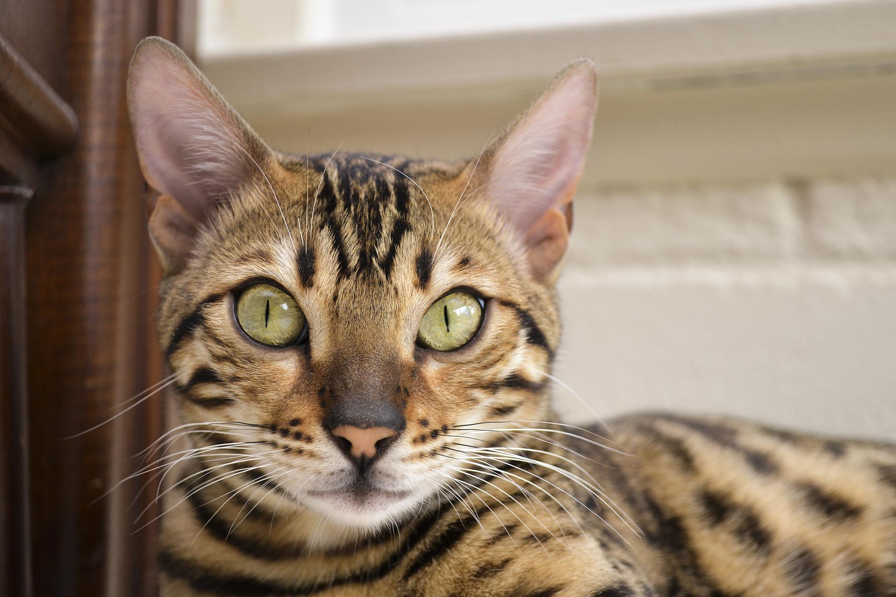 How Can One Find The Bengal Kittens For Sale Near Me?