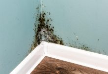 Professional Mold Removal,Mold Removal