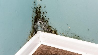 mold on your wall,mold growing on your walls