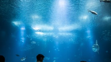 best underwater fishing lights,underwater fish lights