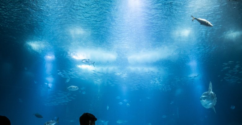 best underwater fishing lights,underwater fish lights