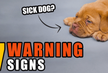 7 Signs That Your Dog Might Be Unwell