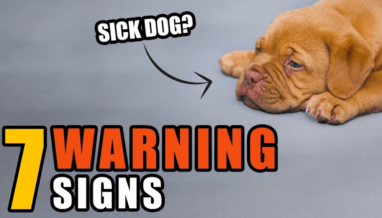 7 Signs That Your Dog Might Be Unwell