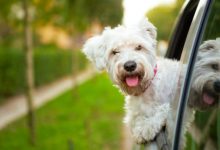 6 Reasons You Should Consider Licensing Your Pet