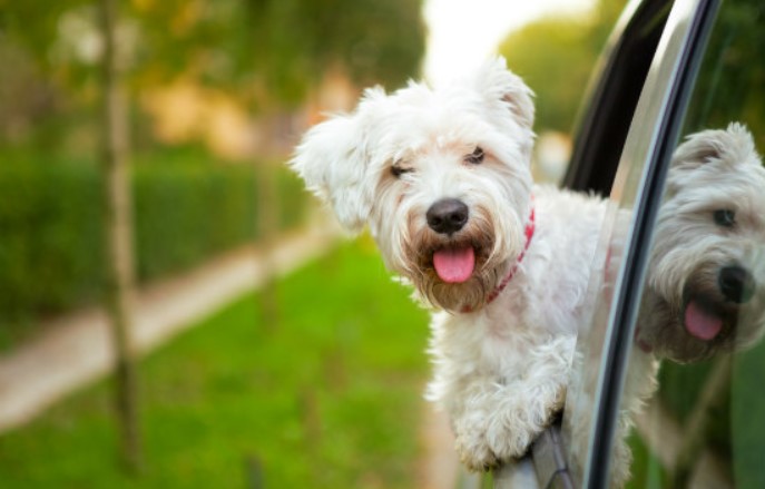 6 Reasons You Should Consider Licensing Your Pet