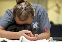 Burnout A Challenge Facing the Veterinary Field