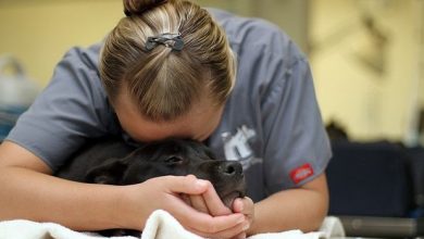 Burnout A Challenge Facing the Veterinary Field