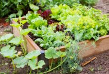 6 Things You Need to Do When Planning a Garden