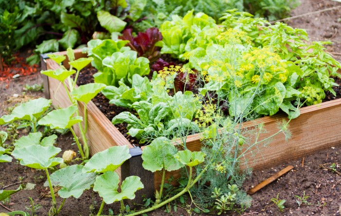 6 Things You Need to Do When Planning a Garden