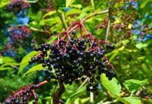 Elderberry Benefits