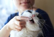 Brush Your Cat Teeth