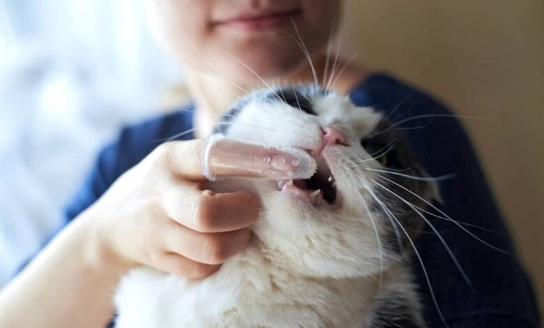 Brush Your Cat Teeth